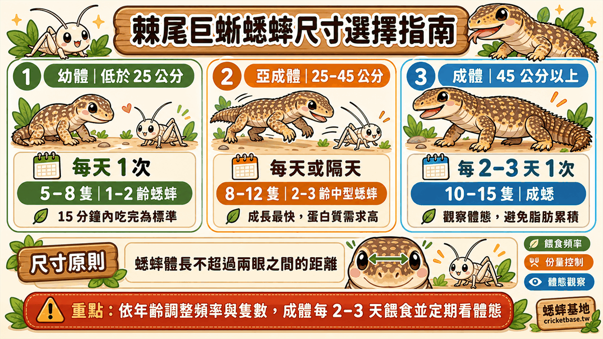 棘尾巨蜥蟋蟀尺寸選擇指南