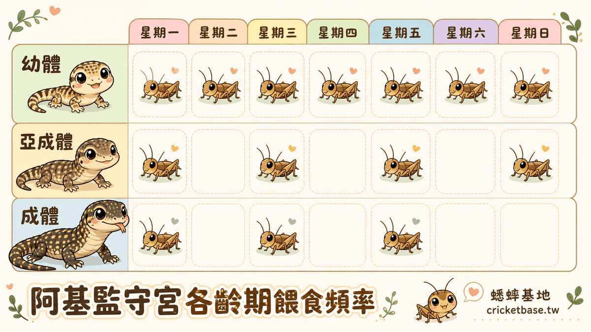 棘尾巨蜥各齡期餵食頻率