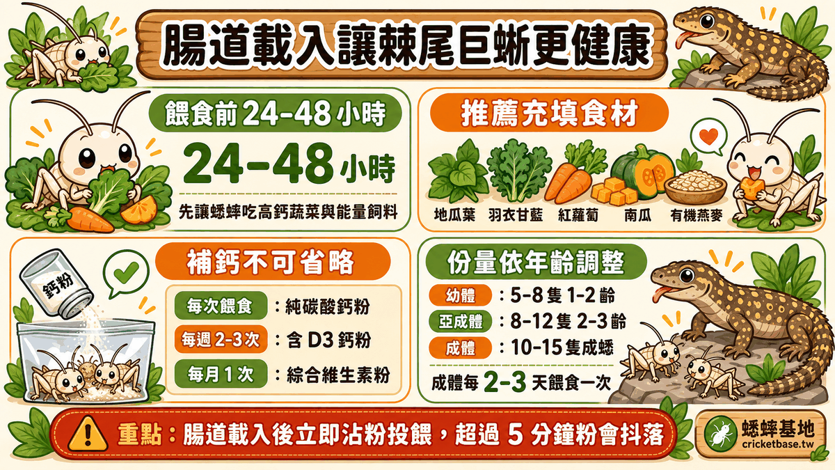 腸道載入讓棘尾巨蜥更健康