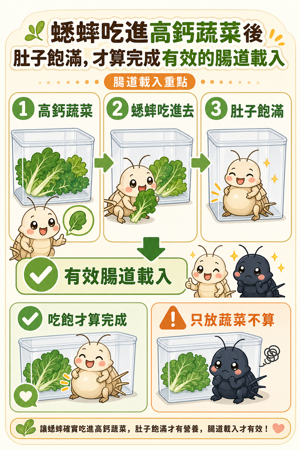 蟋蟀吃進高鈣蔬菜後肚子飽滿,才算完成有效的腸道載入
