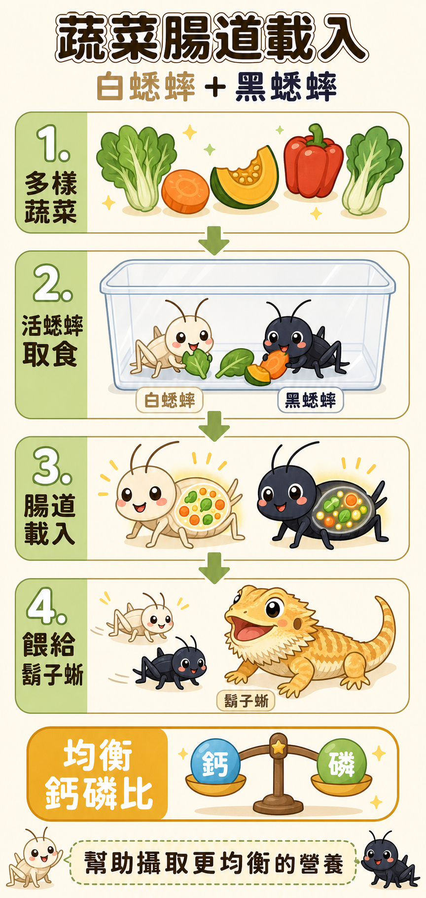 讓白蟋蟀和黑蟋蟀吃多樣蔬菜進行腸道載入,是幫鬍子蜥攝取均衡鈣磷比的有效方式