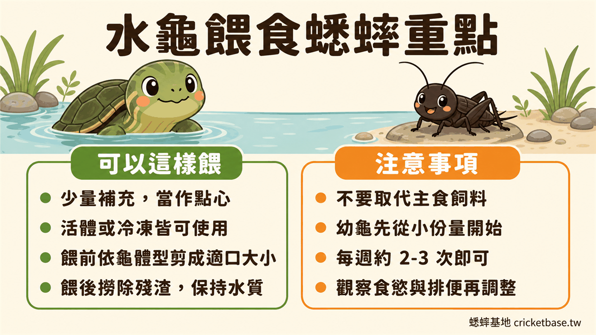 水龜能吃蟋蟀嗎？優質動物性蛋白質補充