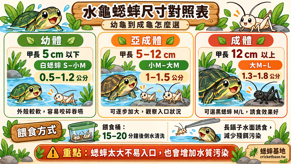 蟋蟀尺寸對照表：幼龜到成龜的尺寸選擇