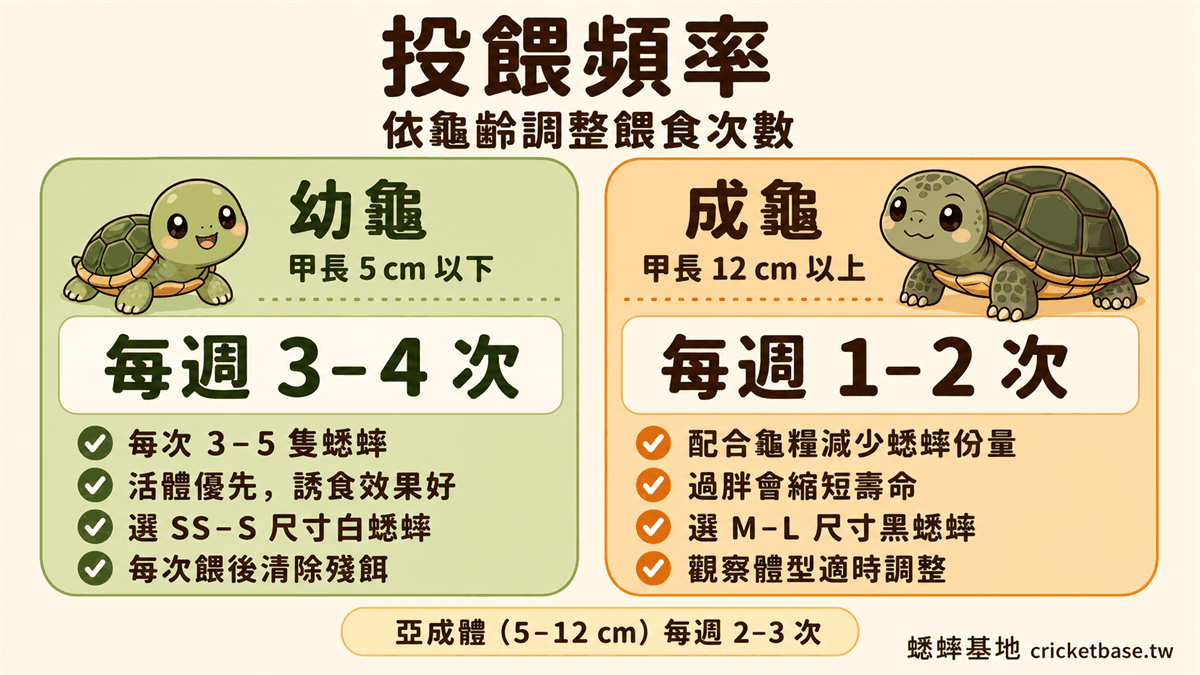 投餵頻率：幼龜每週3-4次 vs 成龜每週1-2次