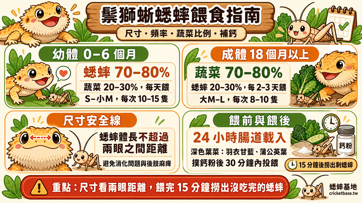 鬃獅蜥蟋蟀餵食完整指南：尺寸、頻率、蔬菜比例與補鈣