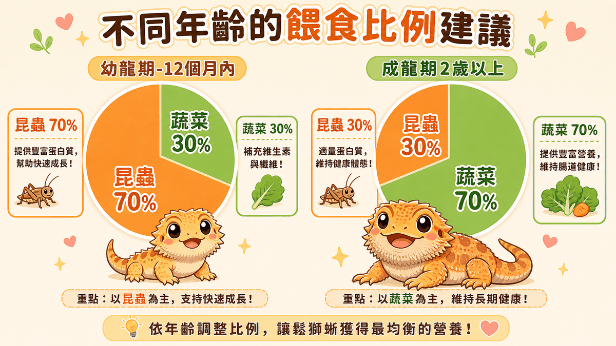 鬃獅蜥不同年齡的餵食比例：幼龍期昆蟲 70%、成龍期蔬菜 70%