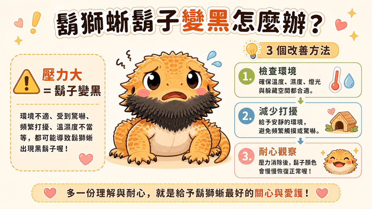 鬃獅蜥鬍子變黑代表壓力大：檢查環境、減少打擾、耐心觀察