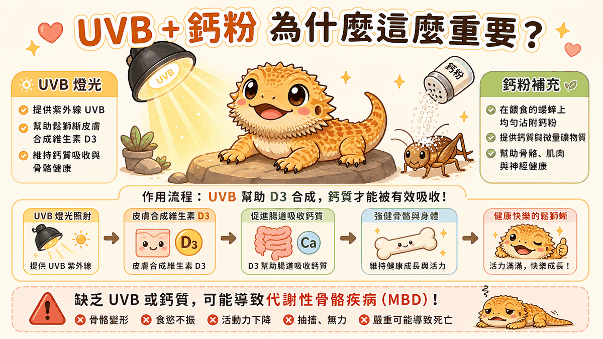 UVB 燈與鈣粉為什麼重要：UVB 幫助合成 D3，鈣質才能被吸收