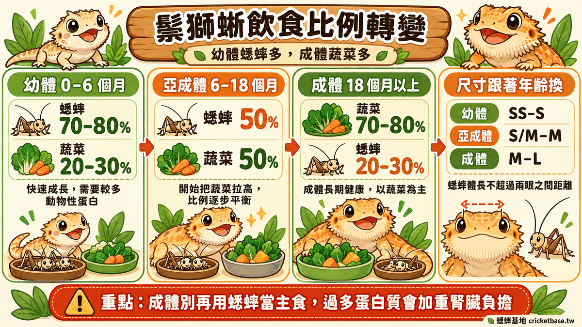 鬃獅蜥幼體到成體的蟋蟀與蔬菜比例轉變