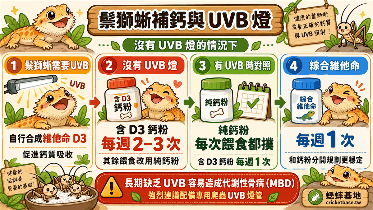 鬃獅蜥補鈣與 UVB 燈的搭配方式