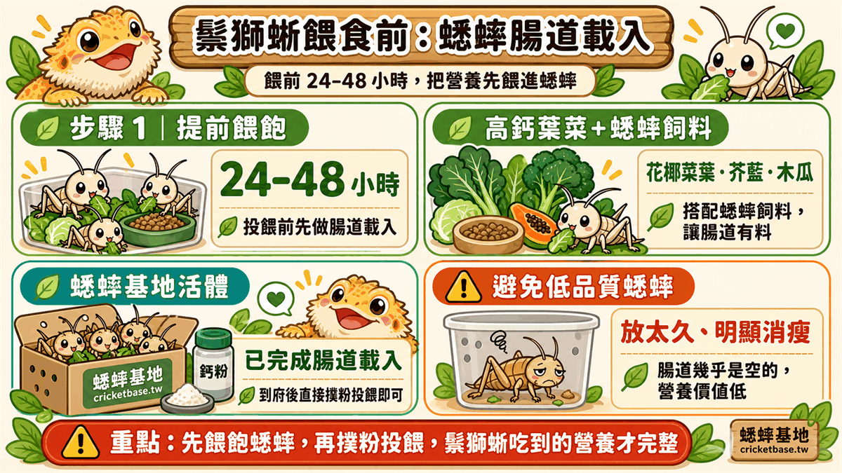 鬃獅蜥餵食前的蟋蟀腸道載入與品質挑選