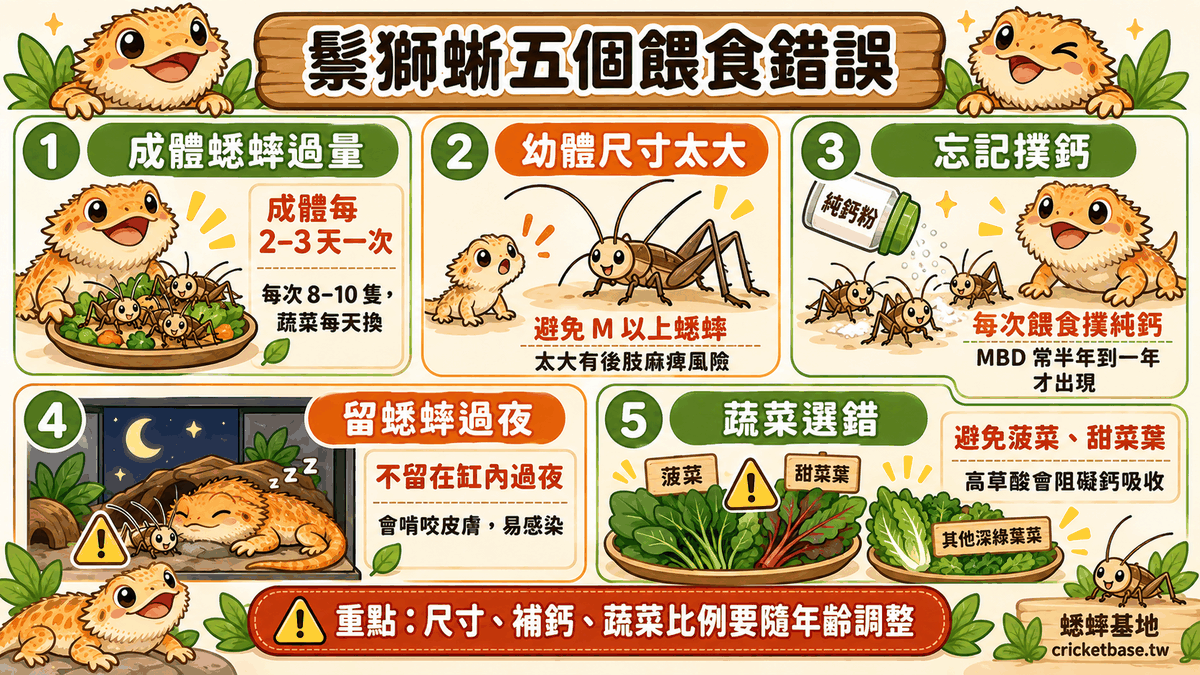 鬃獅蜥飼主常見的五個餵食錯誤