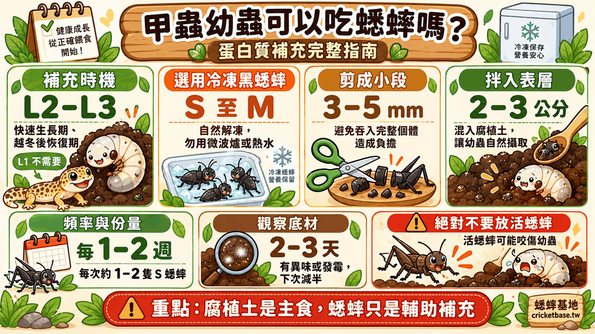 獨角仙、鍬形蟲幼蟲可以吃蟋蟀嗎？甲蟲幼蟲蛋白質補充完整指南