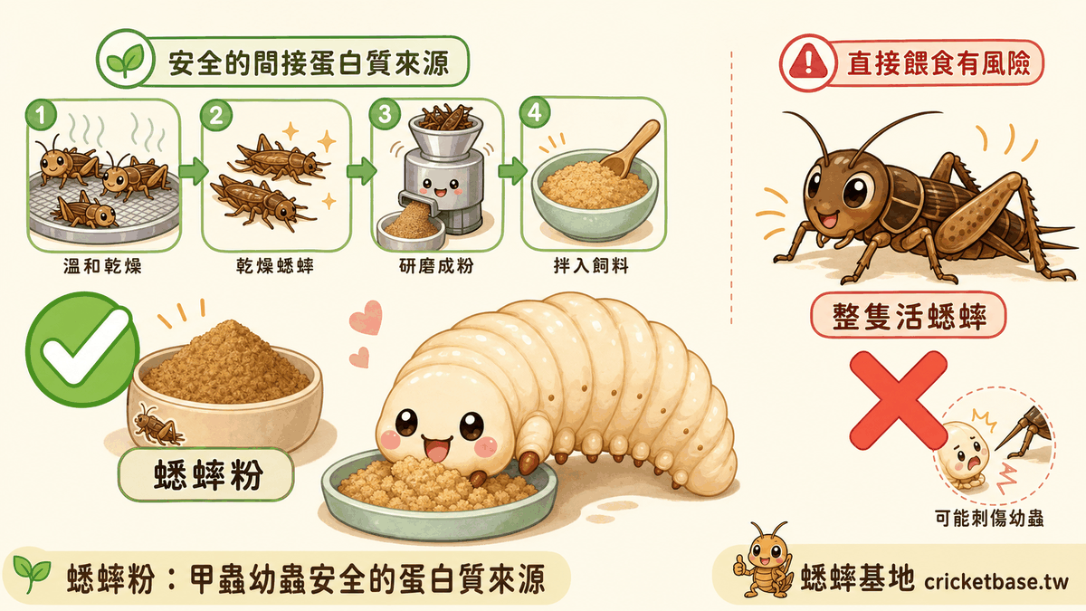 蟋蟀粉：甲蟲幼蟲安全的蛋白質來源