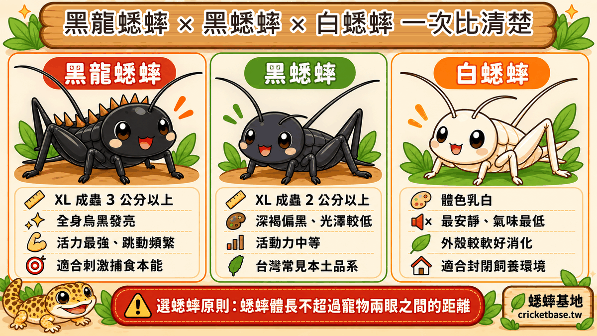 黑龍、黑蟋蟀、白蟋蟀三種並排比較:體長、體色光澤、活動力與適合情境,黑龍背部有橙褐尖刺、XL 成蟲 3 公分以上