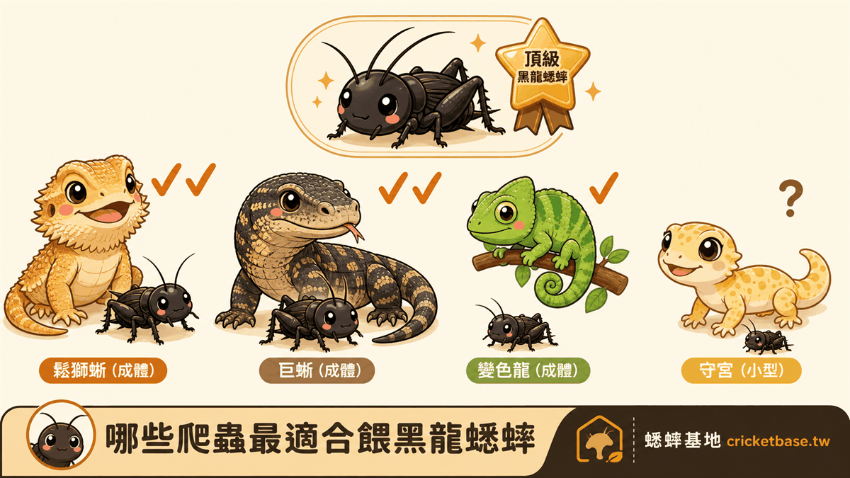 哪些爬蟲最適合餵黑龍蟋蟀