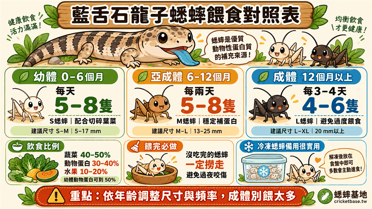 藍舌石龍子蟋蟀餵食對照表:幼體每天5-8隻S蟋蟀、亞成體每兩天5-8隻M、成體每3-4天4-6隻L