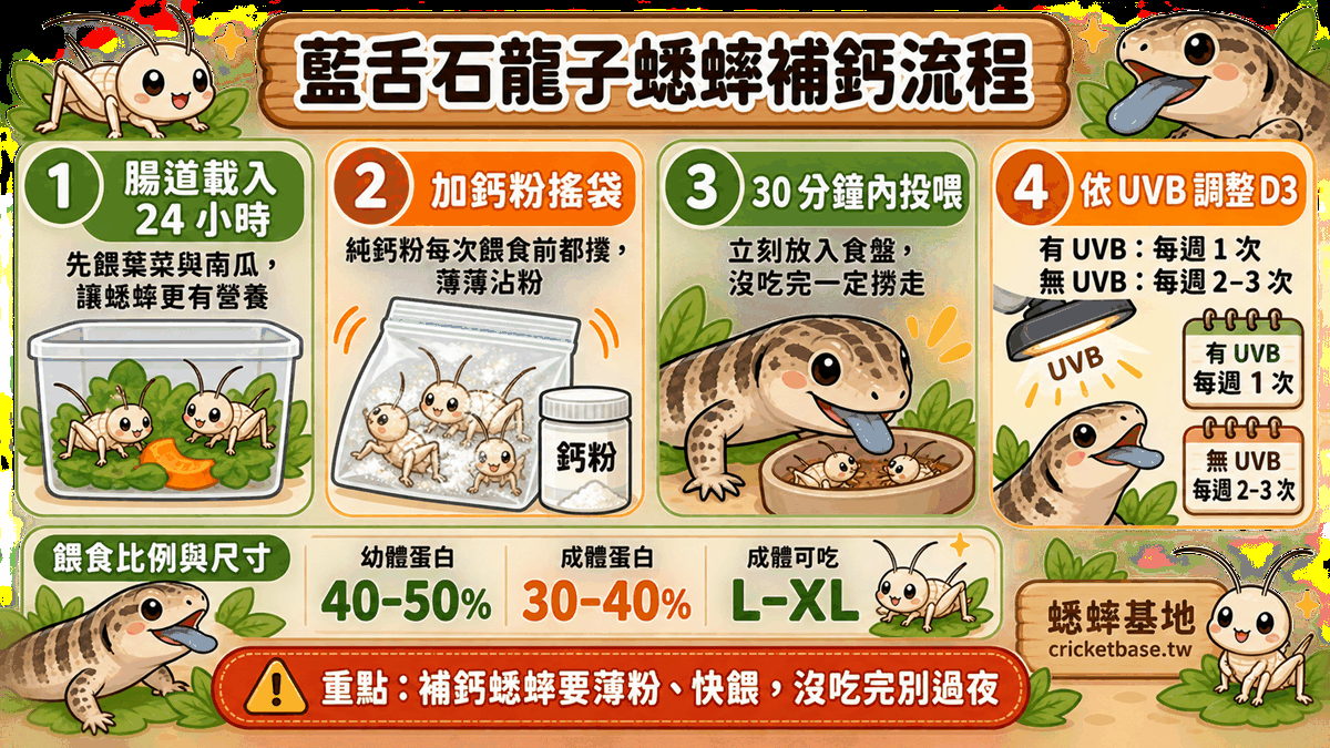 藍舌石龍子蟋蟀補鈣撲粉步驟:腸道載入24小時、加鈣粉搖袋、30分鐘內投餵,補鈣時程依UVB燈狀況