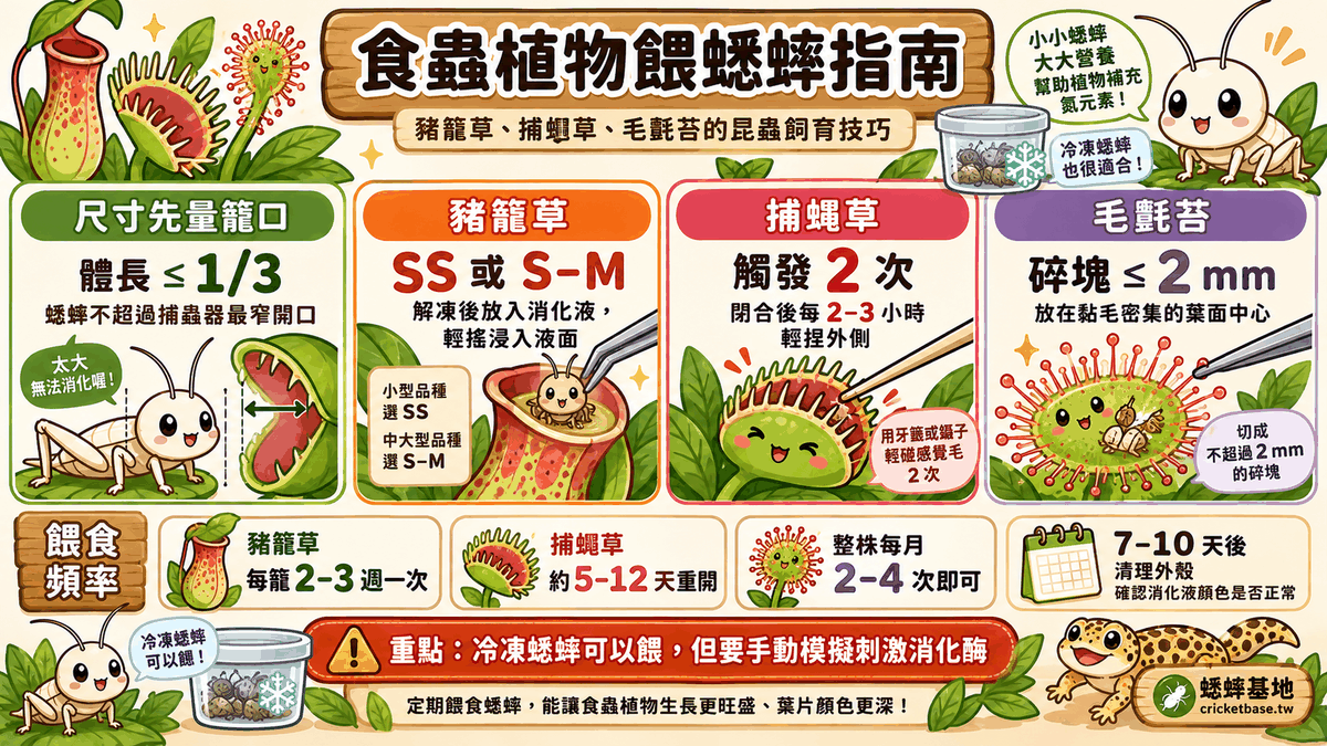 用蟋蟀餵食蟲植物:豬籠草、捕蠅草的昆蟲飼育技巧