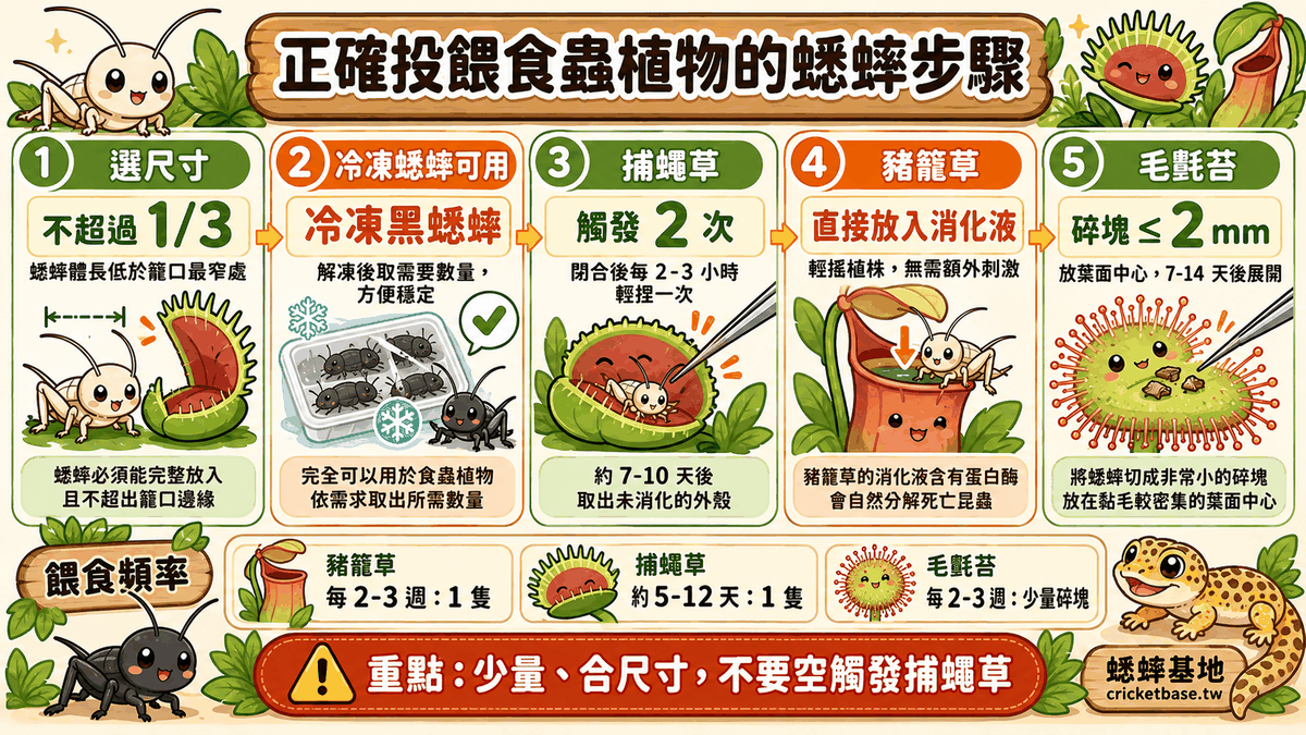 正確投餵食蟲植物的蟋蟀步驟