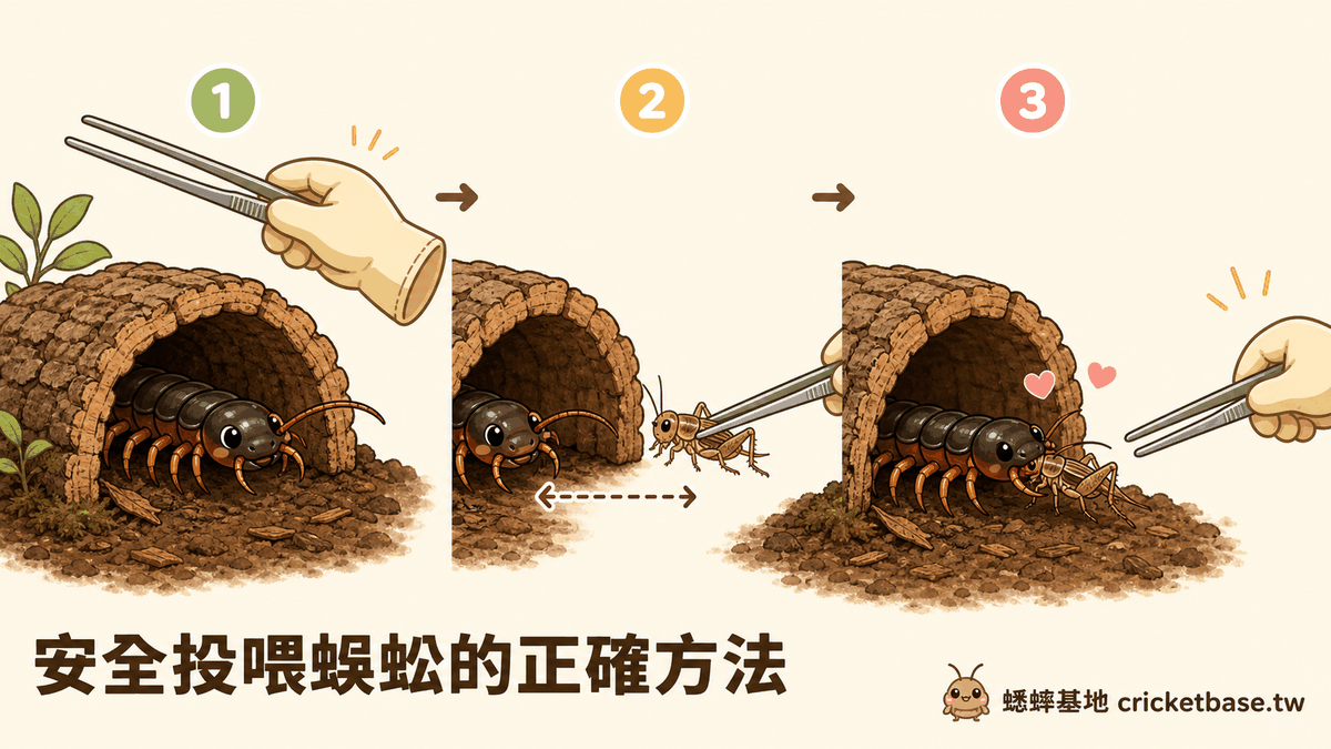 不同體型蜈蚣的餵食頻率比較