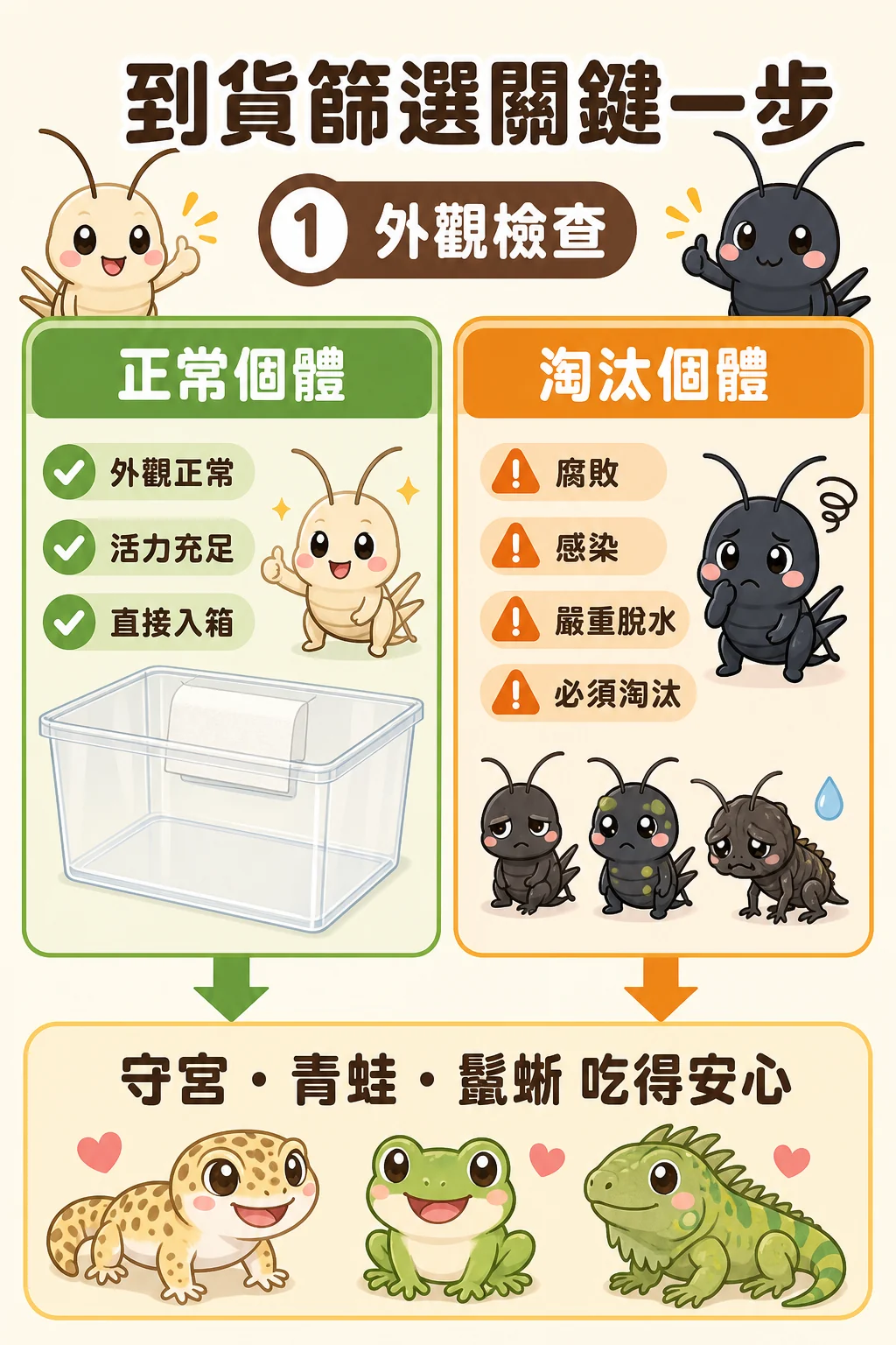 到貨篩選的關鍵一步：白蟋蟀和黑蟋蟀外觀正常就可以直接入箱，腐敗、感染或嚴重脫水的個體必須淘汰，才能讓守宮、青蛙、鬣蜥吃得安心。