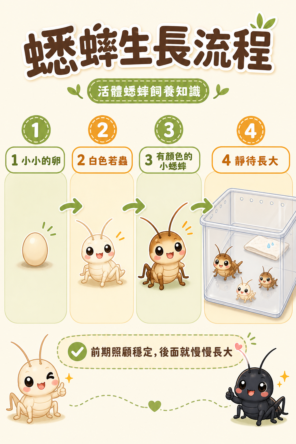 蟋蟀的生長流程:一粒小小的卵,破殼後先是懵懵懂懂的白色若蟲,再慢慢發育成有顏色的小蟋蟀——只要前期沒出差錯,接下來就是靜待牠們長大。