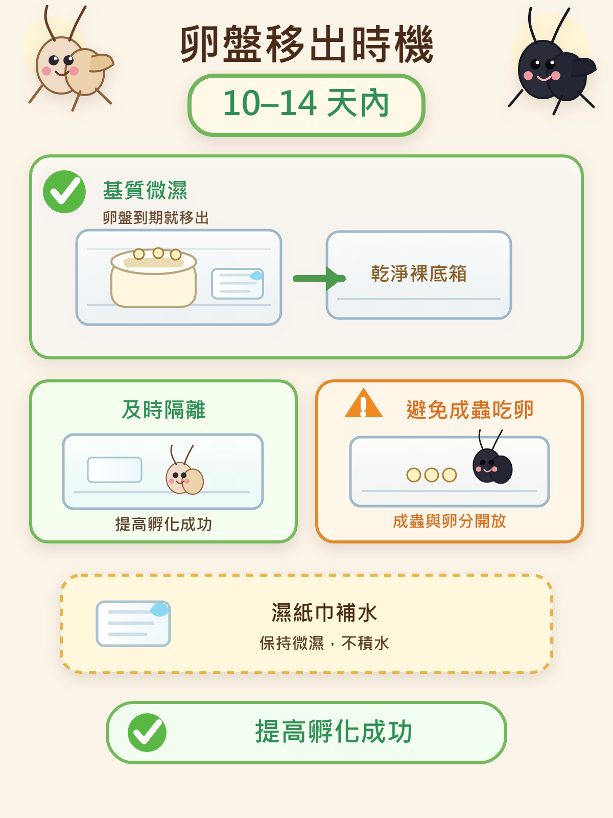 卵盤要在 10–14 天內移出是成功孵化的重要時機點:基質保持微濕、及時隔離,才能避免成蟲把卵吃掉。