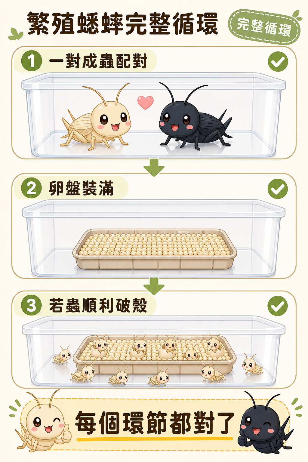 繁殖蟋蟀的完整循環:一對成蟲配對,到卵盤裝滿,再到若蟲順利破殼,每個環節都對了,才會有這樣的結果。