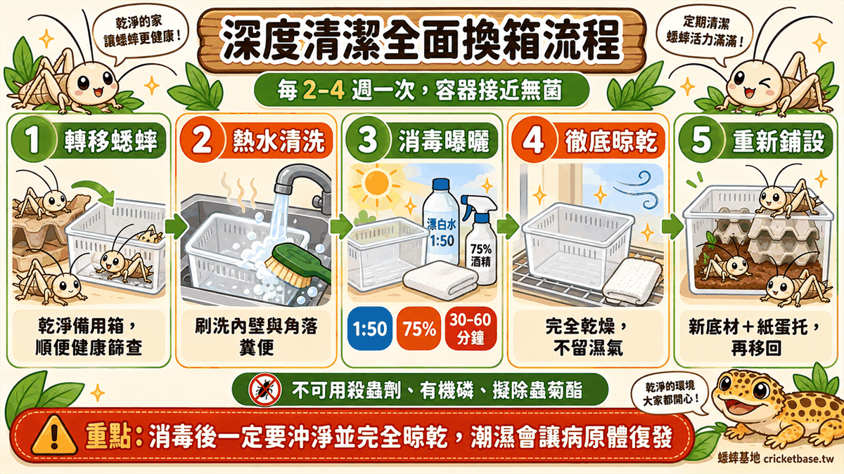 深度清潔全面換箱流程：轉移蟋蟀、清洗、消毒曝曬、徹底晾乾、重新鋪設