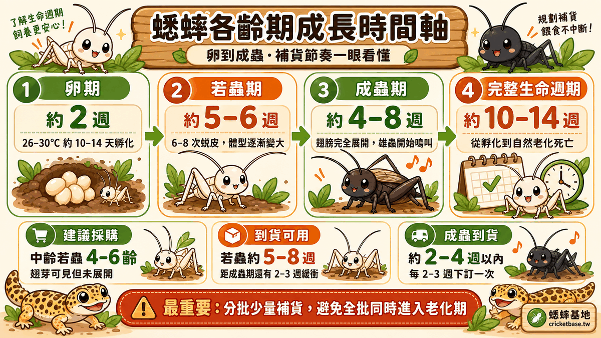 蟋蟀各齡期成長時間軸（卵到成蟲）