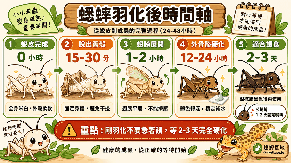 羽化後時間軸：脫出舊殼 15–30 分、翅膀展開 1–2 小時、外骨骼硬化 12–24 小時、2–3 天後才適合餵食