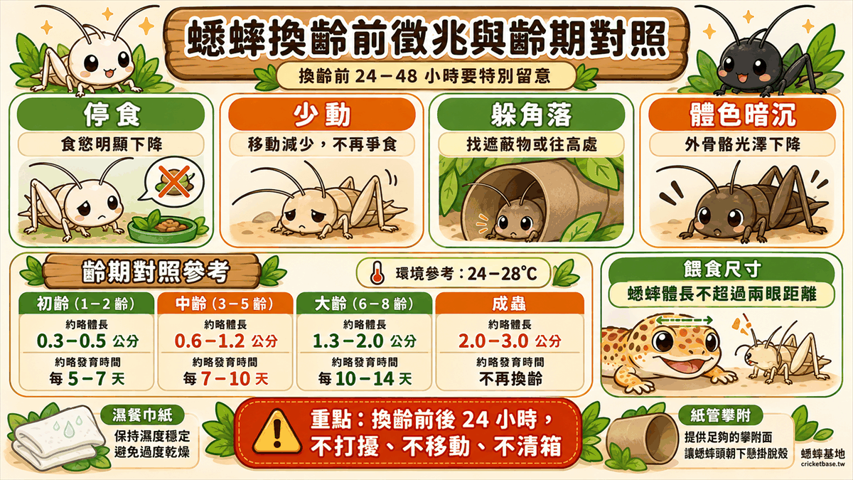 換齡前的行為徵兆：停食、移動減少、找角落躲藏、體色暗沉