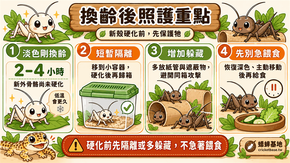 換齡後照護：新殼硬化前先隔離或增加躲藏空間，不急著餵食