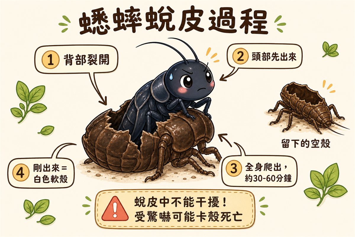 蟋蟀蛻皮時會先停食縮起來,再從背部裂開舊殼、慢慢把整個身體爬出來;整個過程通常不到兩小時,期間絕對不能干擾牠。