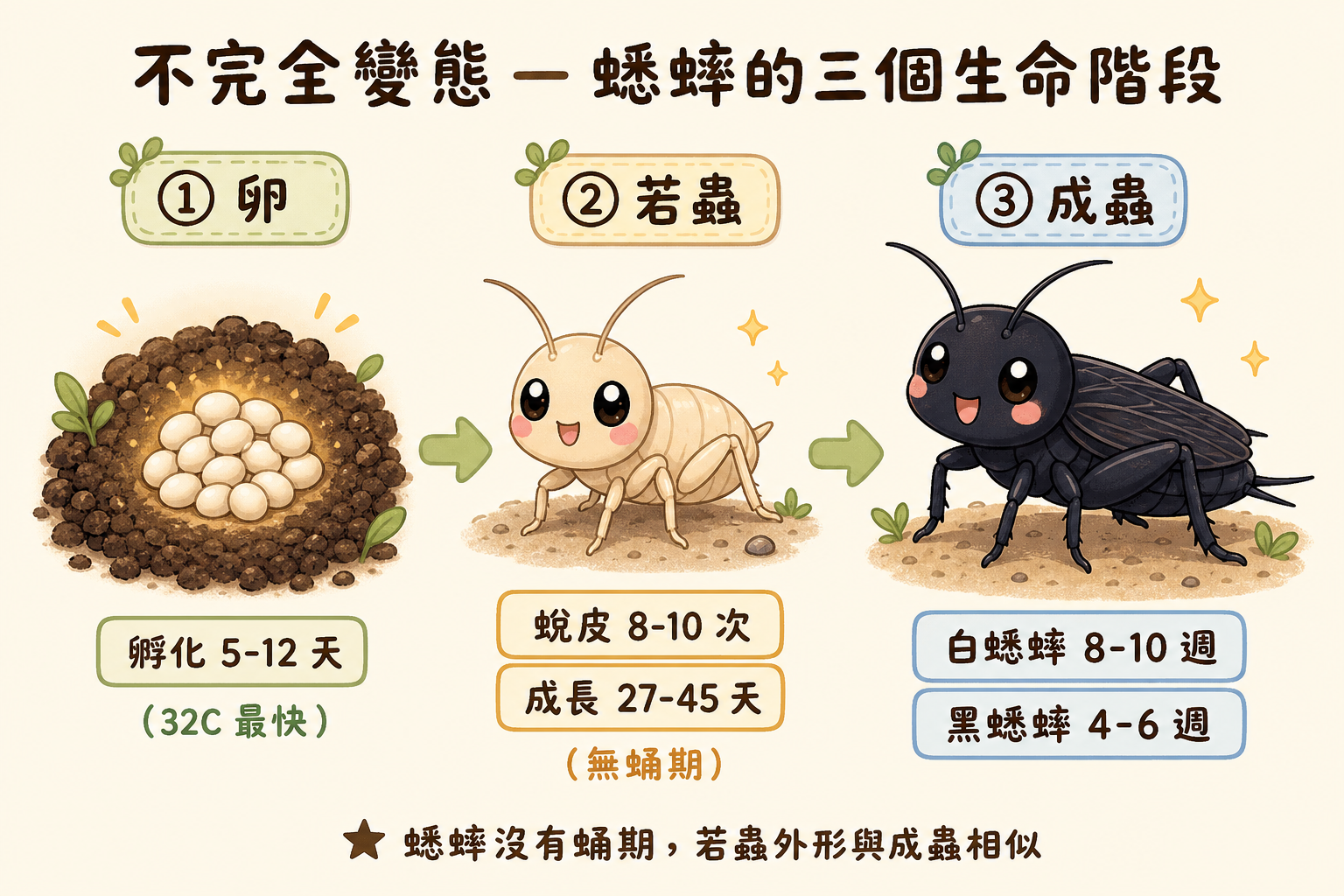 蟋蟀屬不完全變態,一生只有卵、若蟲、成蟲三個階段,沒有蛹期;蛻皮是若蟲期間重複 8–10 次(白蟋蟀固定 8 次、黑蟋蟀約 8–10 次)的生長過程,不是獨立的生命階段。