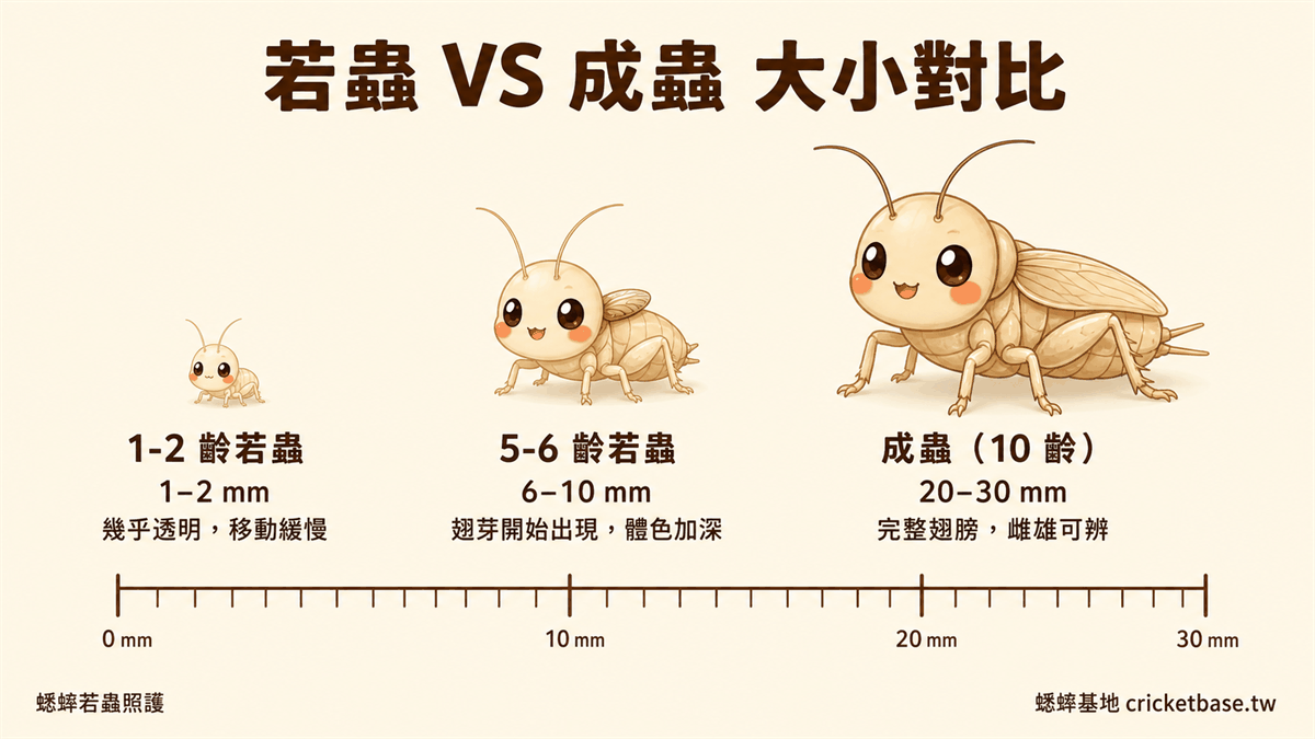 若蟲 VS 成蟲大小對比