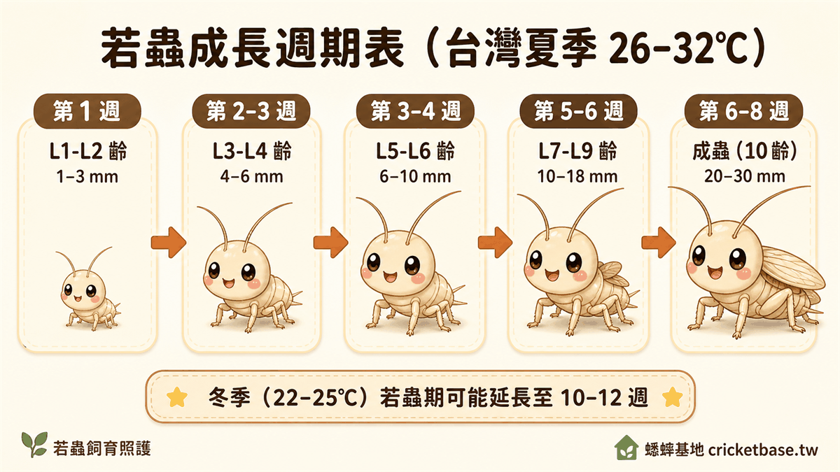 若蟲成長週期表（台灣夏季 26–32°C）