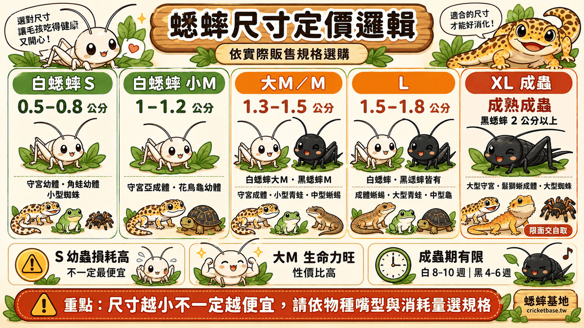 蟋蟀尺寸定價邏輯:白蟋蟀 S 0.5-0.8 公分適合守宮幼體與小型蜘蛛、小M 1-1.2 公分適合亞成體、大M 1.3-1.5 公分、L 1.5-1.8 公分、XL 成蟲 2 公分以上限面交自取;S 幼蟲損耗高不一定最便宜,大M 生命力旺性價比高