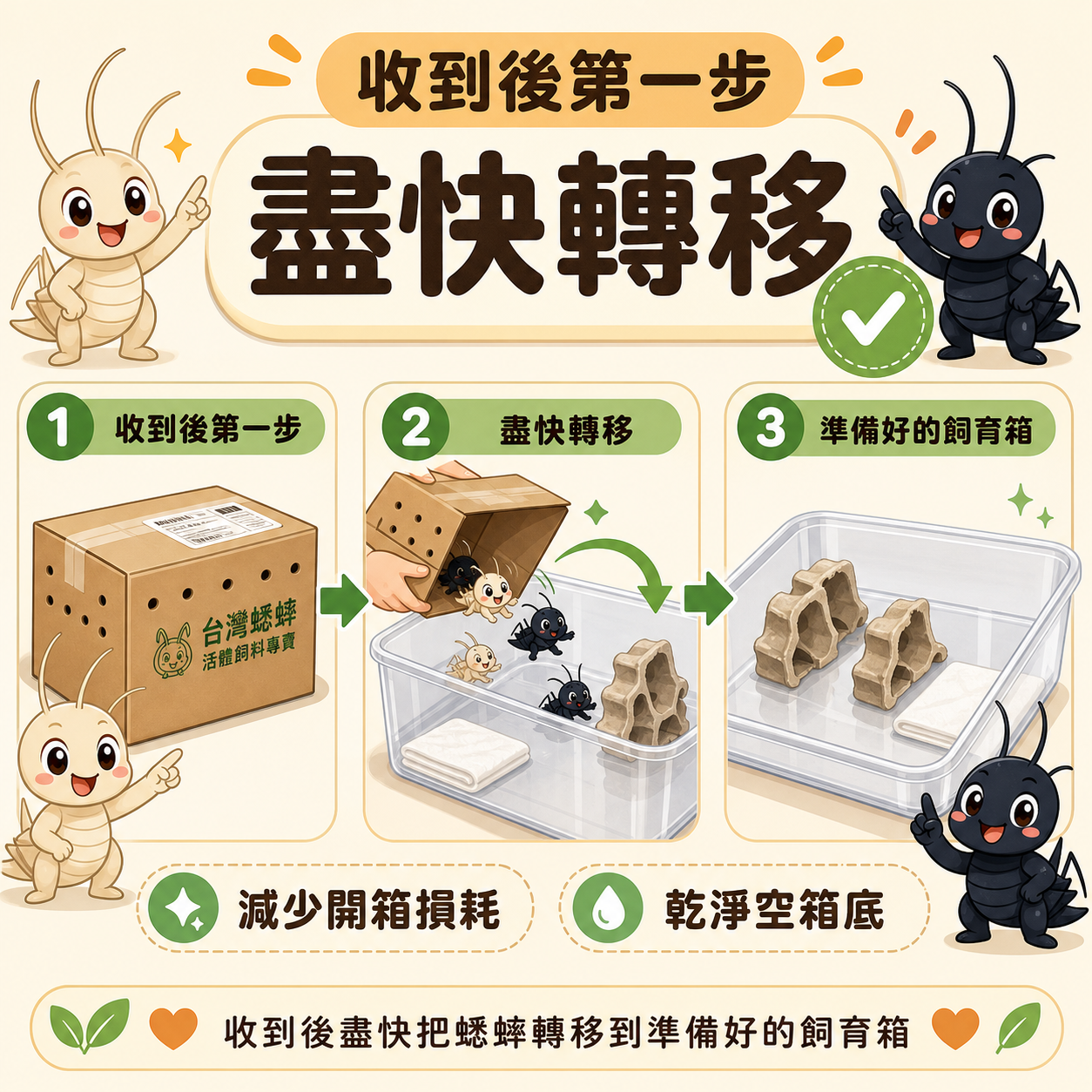 收到後盡快把蟋蟀轉移到準備好的飼育箱，是減少開箱損耗最關鍵的第一步。