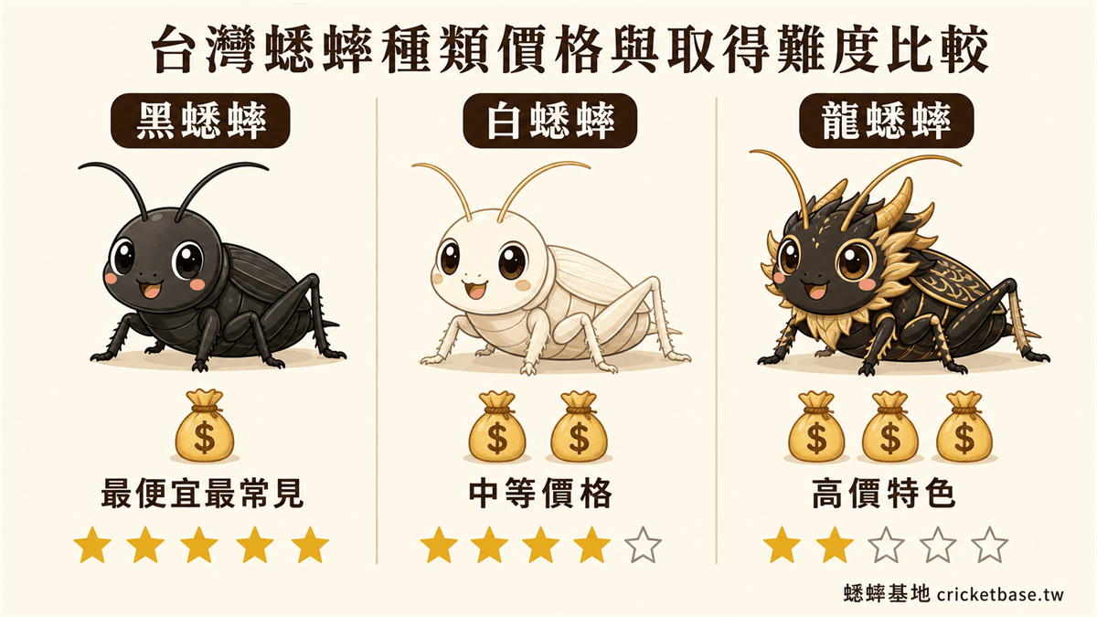 台灣蟋蟀種類價格與取得難度比較