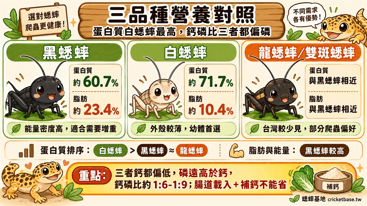三品種營養對照:蛋白質黑蟋蟀最高,鈣磷比三者都偏磷
