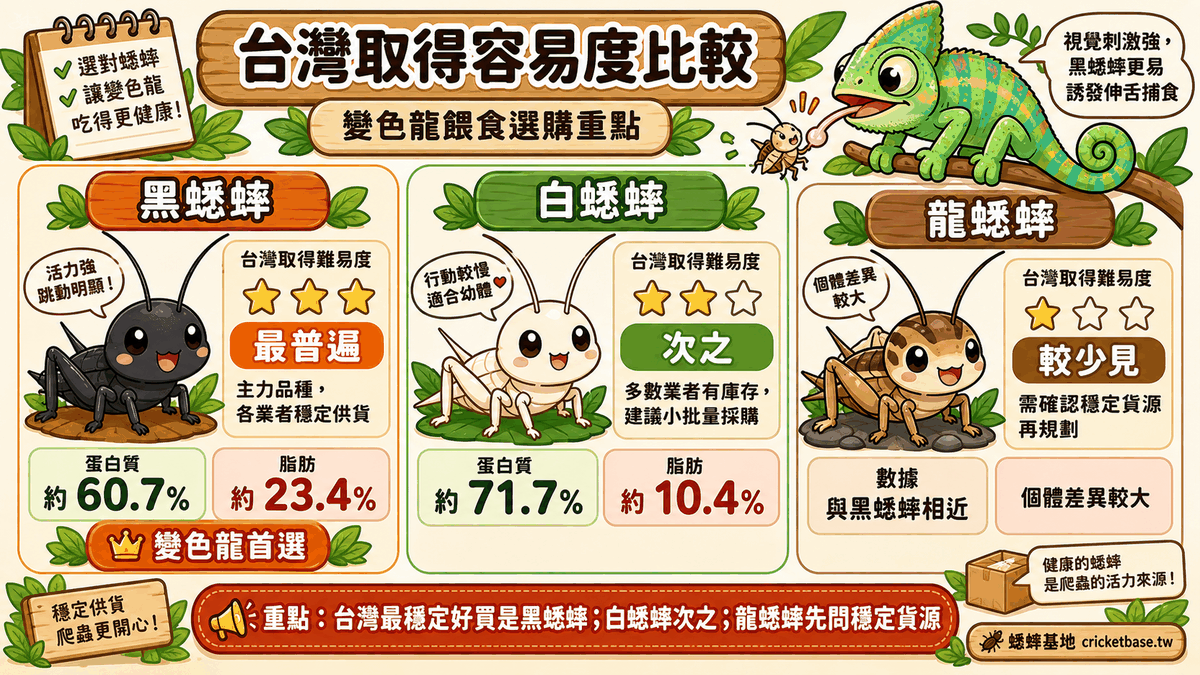 三品種在台灣的取得容易度:黑蟋蟀最普遍、白蟋蟀次之、龍蟋蟀較少見