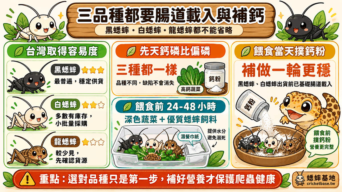 三品種都需要腸道載入與補鈣:高鈣蔬菜餵蟋蟀,餵食前撲鈣粉