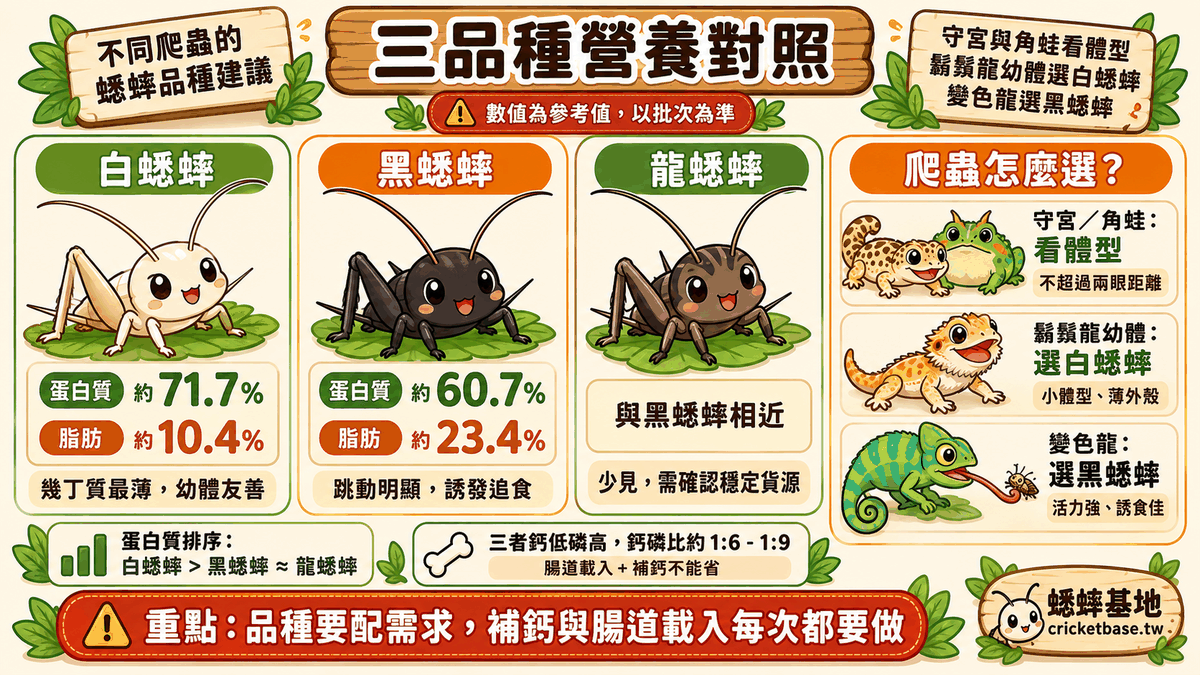 不同爬蟲的蟋蟀品種建議:守宮與角蛙看體型、鬃獅蜥幼體選白蟋蟀、變色龍選黑蟋蟀