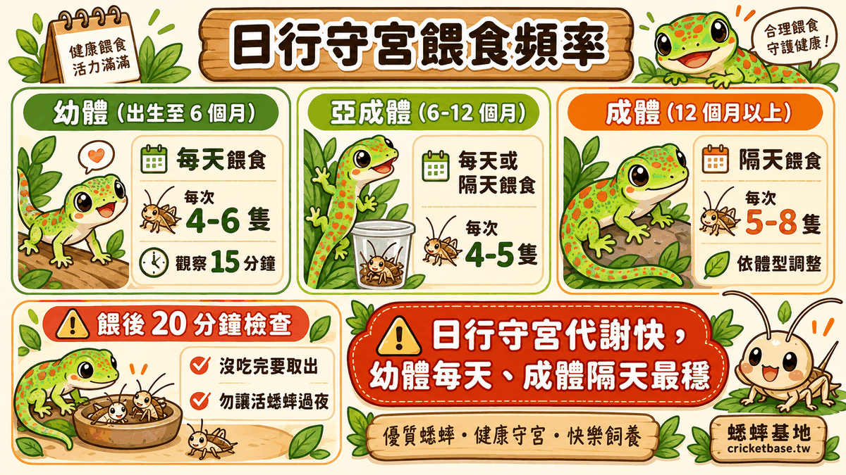 日行守宮餵食頻率：幼體每天、亞成體每 1-2 天、成體隔天