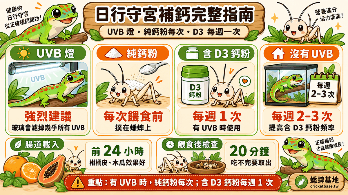 日行守宮補鈣完整指南：UVB 燈、純鈣粉每次、D3 鈣粉每週一次