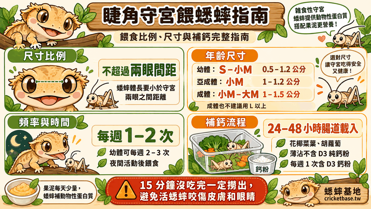 睫角守宮吃蟋蟀嗎？餵食比例、尺寸與補鈣完整指南
