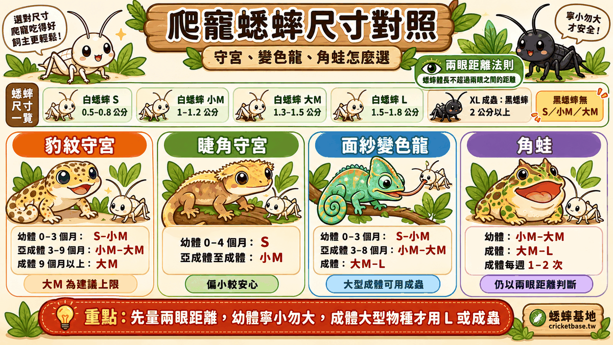 蟋蟀尺寸對照:守宮、角蛙、變色龍各餵哪種