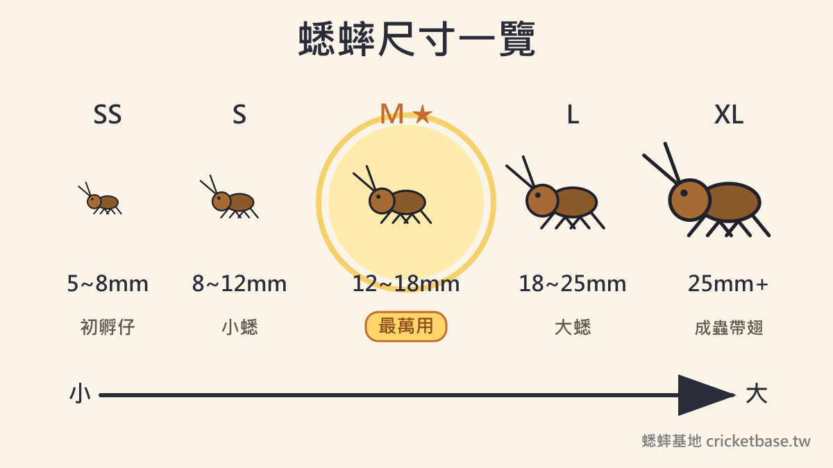 蟋蟀尺寸一覽：SS 到 XL 五個規格由小到大排列，M 號最萬用，附各尺寸毫米數說明